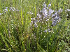 Veronica prostrata