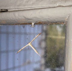 Emmelina monodactyla