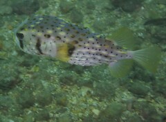 Dicotylichthys punctulatus