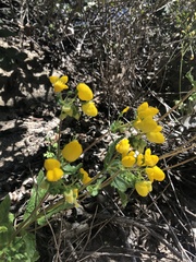 Calceolaria corymbosa