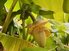 Musa basjoo
