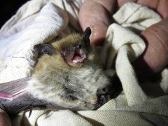 Myotis