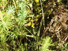 Petrosedum amplexicaule