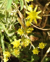 Petrosedum amplexicaule