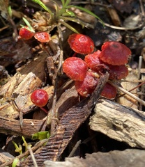 Cruentomycena viscidocruenta