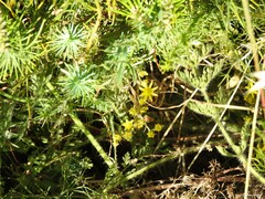 Petrosedum amplexicaule