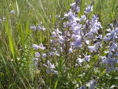 Veronica prostrata