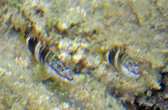 Serranus papilionaceus