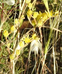 Petrosedum amplexicaule