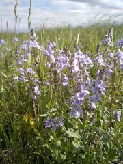Veronica prostrata