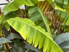 Musa basjoo