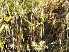 Petrosedum amplexicaule