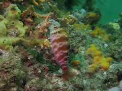 Cirrhitichthys aprinus