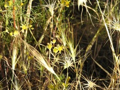 Petrosedum amplexicaule