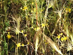 Petrosedum amplexicaule