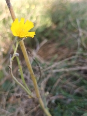 Helminthotheca echioides