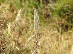Dittrichia graveolens