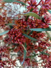 Eucalyptus socialis