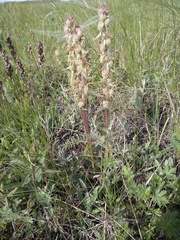 Pedicularis