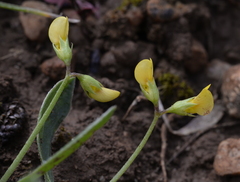 Scorpiurus muricatus