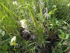 Onosma simplicissima