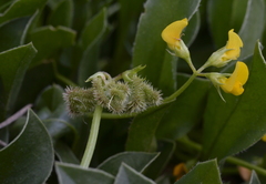 Scorpiurus muricatus