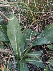 Helminthotheca echioides