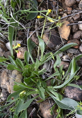 Scorpiurus muricatus