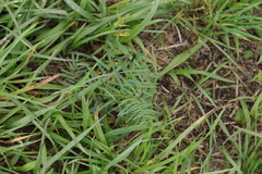 Vicia tenuifolia