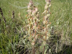 Pedicularis