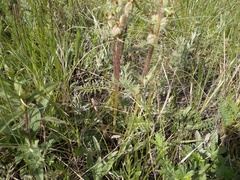 Pedicularis