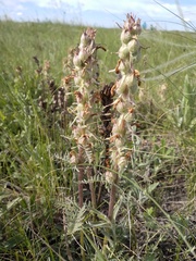 Pedicularis