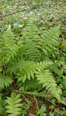 Thelypteridaceae