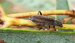 Lemidia