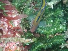 Forsterygion maryannae