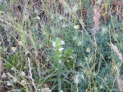 Bellardia trixago