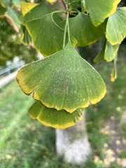 Ginkgo