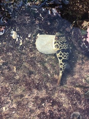 Tetractenos glaber