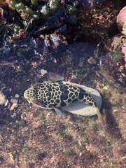 Tetractenos glaber