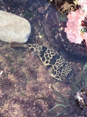 Tetractenos glaber