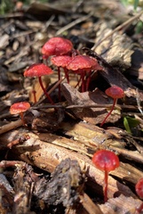 Cruentomycena viscidocruenta
