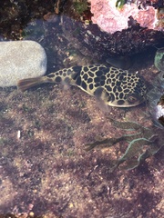Tetractenos glaber