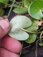 Nymphoides exiliflora