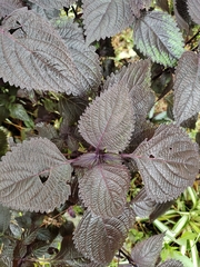 Perilla frutescens