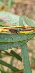 Lemidia