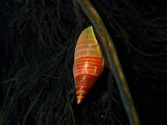 Phasianotrochus eximius