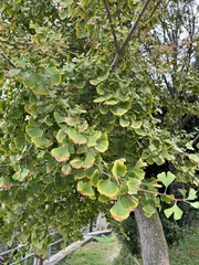 Ginkgo
