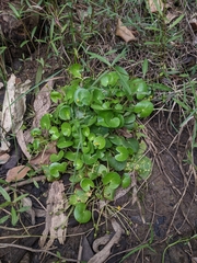 Nymphoides exiliflora