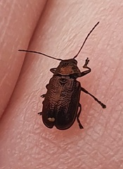 Aporocera