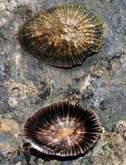 Siphonaria pectinata